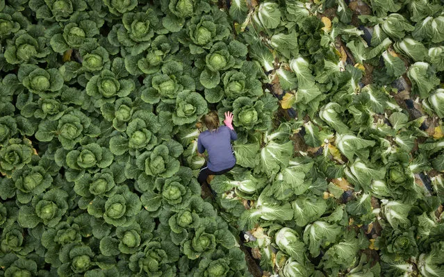 In a photo taken on November 18, 2020 a worker picks cabbages during a harvest at a cabbage farm near Mokpo. (Photo by Ed Jones/AFP Photo)