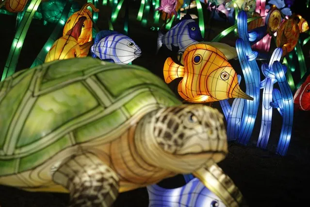 Colorful lanterns of sea creatures are displayed at the REACH at Kennedy Center on February 2, 2022 in Washington, DC. Approximately 100 lanterns made up of 10,000 colored LED lights, crafted by Chinese artisans, were put on display at Kennedy Center as part of the Winter Lanterns show to celebrate the Lunar New Year. (Photo by Alex Wong/Getty Images)
