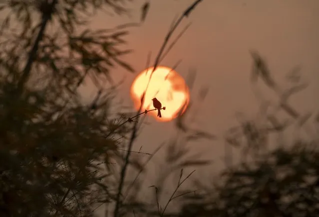 A bird sits on a branch as the sun rises while air pollution engulfs the Kathmandu Valley, in Kathmandu, Nepal, 18 April 2023. Air pollution caused by forest fires and widespread crop burning in Nepal and neighboring countries has resulted in hazardous levels of fine particulate matter (PM2.5), affecting millions of people nationwide. Air pollution is linked to health problems such as respiratory infections, and  cases are rising in Kathmandu, according to the Chest Infection Department of Bir Hospital. The Department of Environment issued a notice recommending citizens to wear masks and avoid outdoor activities. (Photo by Narendra Shrestha/EPA/EFE/Rex Features/Shutterstock)