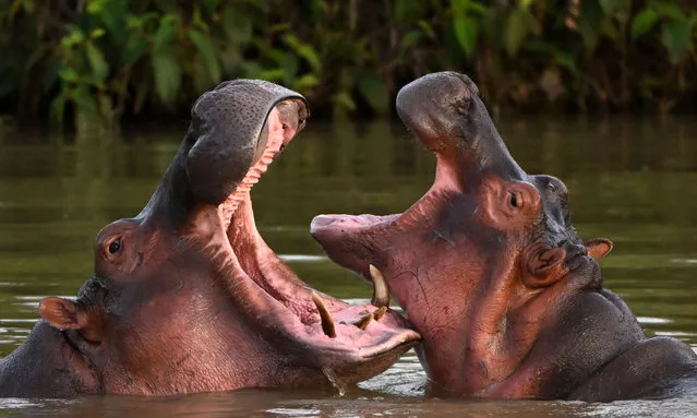 Hippos – descendants from a small herd introduced by drug kingpin Pablo Escobar – are seen in the wild in a lake near the Hacienda Napoles theme park, once the private zoo of Escobar, in Doradal, Antioquia Department, Colombia, on April 19, 2023. Colombia is making progress on the transfer of 70 hippos to overseas sanctuaries in Mexico and India, but mitigating the havoc caused by this unusual legacy of deceased drug lord Pablo Escobar carries a hefty price tag: $3.5 million. The cocaine baron brought a small number of the African beasts to Colombia in the late 1980s, but after his death in 1993 the animals were left to roam freely in a hot, marshy area of Antioquia department. (Photo by Raúl Arboleda/AFP Photo)