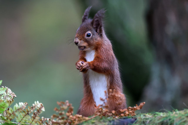 A red squirrel is seen feeding on a nut as reports of red species numbers being increasing on December 11, 2025 in Dundee, Scotland. Recent reports indicate that the geographic range of red squirrels in the Scottish Highlands has increased by more than 25% following a decade-long reintroduction project. (Photo by Jeff J Mitchell/Getty Images)