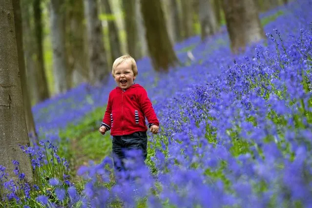Feeling the joys of spring, one-year-old Aidan Robert is thrilled to be among the bluebells in woodland near Newport in south Wales on May 3, 2023. (Photo by Andrew Lloyd/The Times)