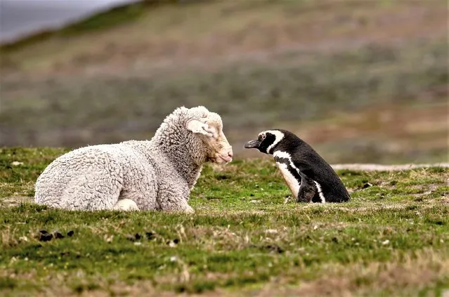 A Magellanic penguin stares at a sheep after it settles down in its burrow on the Falkland Islands early June 2023. (Photo by Dominique Renault/Solent News & Photo Agency)