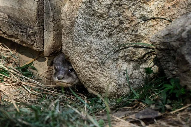 A 2 months old Asian dwarf otter looks on, at the Parc Animalier d'Auvergne in Ardes, on August 17, 2023. Three males and one female: a pair of dwarf Asian otters, a species in danger of extinction, gave birth to four otters, whose s*x could be identified on August 17, 2023, at the Auvergne Wildlife Park in Ardes. (Photo by Jeff Pachoud/AFP Photo)