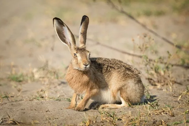 An European Brown Hare (Lepus europaeus), known for their maneuverability, sensitivity to sound, and fast running, looks for food at the field in Bursa, Turkiye on September 05, 2023. (Photo by Alper Tuydes/Anadolu Agency via Getty Images)