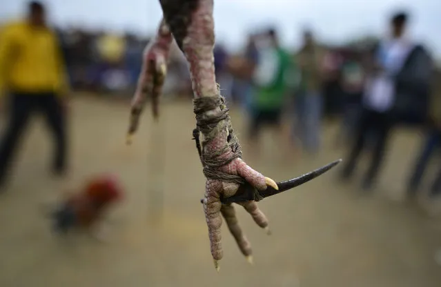 A sharp blade is attached to one leg of a cock for traditional cock fighting at the annual Joon Beel festival in Morigaon district, Assam state, India, Friday, January 22, 2016. Tiwa and Khasi tribal people take part in the traditional festival where goods are being exchanged in the form of barter system rather than money. Tribals prepare makeshift camps with straws and spend nights on the festival ground. (Photo by EPA/Stringer)