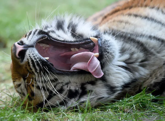 “Aljoscha”, the tiger, yawns while lazing in his new enclosure near the Jungle Palace in Hanover, Germany, 16 December 2016. The 18-month-old tiger was brought to Hanover from Nuremberg by recommendation of the European conservation breeding programme. If a suitable partner should be found, “Aljoscha” is hoped to soon be fathering new tigers for the Hanover Zoo. (Photo by Holger Hollemann/EPA)