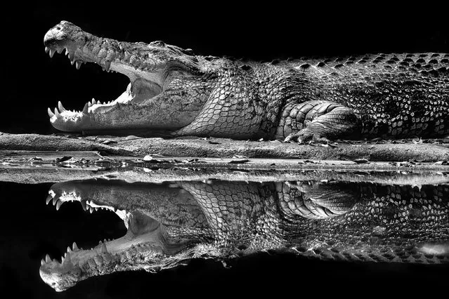 “Mirror crocodile”. (Photo by David Wirawan/Sony World Photography Awards/WENN.com)