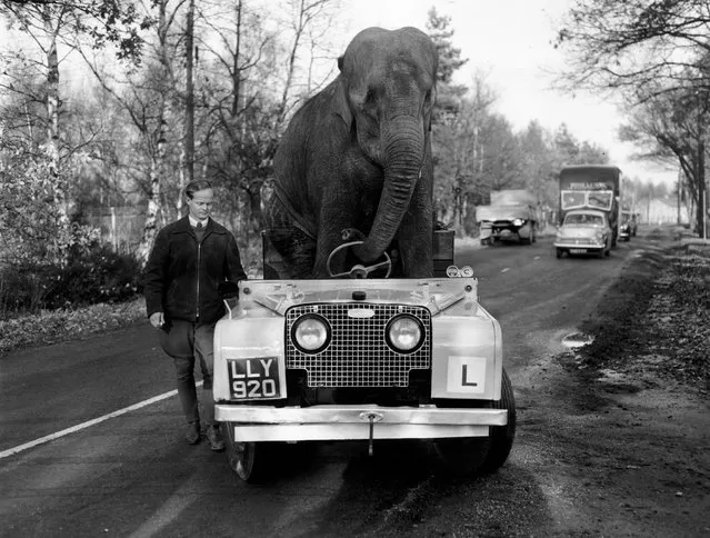 “Kam”, an elephant from Bertram Mills circus “drives” a Land Rover along a road during training for the Christmas Show on November 27th, 1959. The last-ever Land Rover Defender, a vehicle beloved by Queen Elizabeth II and featured in Hollywood blockbusters, rolled off the production line in Britain today. (Photo by Ron Case/Getty Images/Keystone)