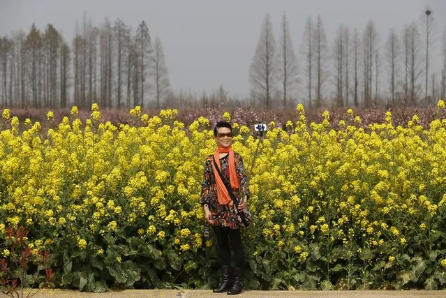 A woman uses a selfie stick to take pictures of herself with her mobile phone in front of a rape flower field on the outskirts of Wuhan, Hubei province March 21, 2015. (Photo by Reuters/Stringer)