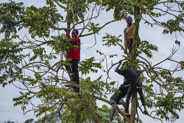 Spectators take their positions on top of a tree to watch a bullfight in Khayega, Kakamega county Kenya Friday, October 20, 2023. (Photo by Brian Inganga/AP Photo)