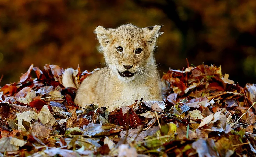 The Week in Pictures: Animals, November 16 – November 22, 2013