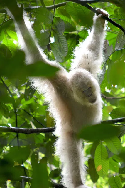 This handout picture taken on December 19, 2016 and released by Borneo Orangutan Survival Foundation shows Alba, the only albino orangutan ever recorded in the world, has now been released in the forest of Bukit Baka Bukit Raya National Park in Katingan Regency, Central Kalimantan. The world's only known albino orangutan has been released back to the jungle more than a year after she was found emaciated and bloody in a remote corner of Borneo, an Indonesian official said on December 21, 2018. (Photo by  Borneo Orangutan Survival Foundation/AFP Photo)