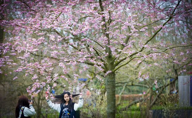 Visitors take pictures of each other among the flowers in the Keukenhof on Easter Monday in Lisse, The Netherlands, April 6, 2015. The world's second largest flower park, that is visited by almost one million people from all over the world annually, is open from 20 March to 17 May. This year it's Vincent van Gogh year in the park. (Photo by Jerry Lampen/EPA)