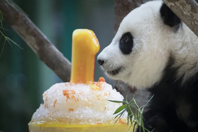 A female panda (unnamed) born in a Malaysian zoo last year looks at her ice birthday cake on her first birthday at the National Zoo in Kuala Lumpur, Malaysia, Monday, January 14, 2019. She is the second offspring of giant pandas Liang Liang and Xing Xing, both on a 10-year loan to Malaysia since 2014. (Photo by Vincent Thian/AP Photo)
