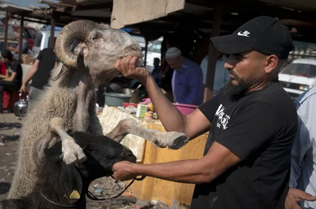 Palestinians sell animals at a livestock market in preparation for the Muslim holiday of Eid al-Adha holiday, which starts Monday, at a livestock market in the West Bank city of Nablus, Thursday, July 15, 2021. Eid al-Adha, or Feast of Sacrifice, Islam's most important holiday marks the willingness of the Prophet Ibrahim to sacrifice his son. (Photo by Majdi Mohammed/AP Photo)