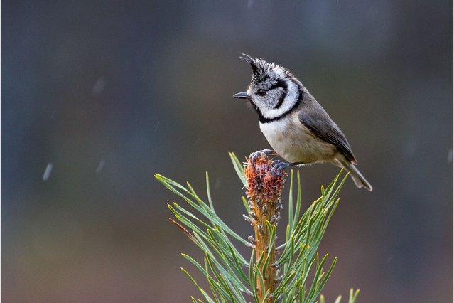 Crested tit by Fiona Gavin. (Photo by Scottish Seabird Centre)