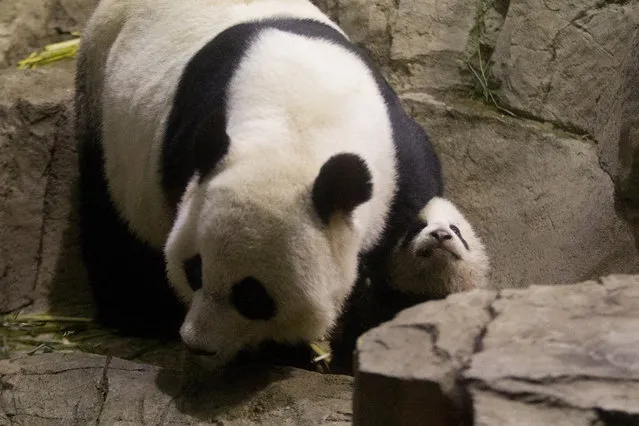 Bao Bao, the four and a half month old giant panda cub, makes her public debut as her mother Mei Xiang stands close by at an indoor habitat at the National Zoo in Washington, Monday, January 6, 2014. (Photo by Charles Dharapak/AP Photo)