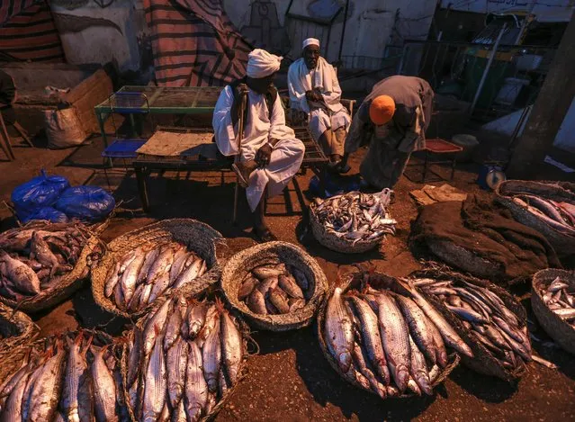 In this Thursday, April 16, 2015 photo, a Sudanese fisherman display their fish for sale at the Omdurman fish market, which operates before dawn until sunrise, in Omdurman, Khartoum, Sudan. Fishermen can catch up to100 kilograms (221 pounds) of fish on a really good day, but most days average around 50 kilograms. (Photo by Mosa'ab Elshamy/AP Photo)