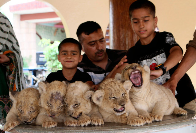 A Pakistani family sit with their pet cubs in Multan, Pakistan, Sunday, April 19, 2015. An African lioness has given birth to five healthy cubs at a private zoo. Lions normally have litters of two or three cubs. (Photo by Asim Tanveer/AP Photo)