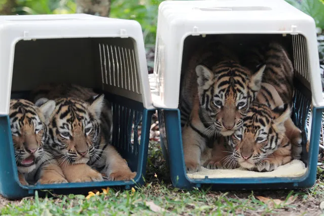 One-month old Bengal tiger cubs are seen in their kennels at the Animal Refuge Fundacion Refugio Salvaje (FURESA) in Jayaque, El Salvador, January 26, 2017. (Photo by Jose Cabezas/Reuters)