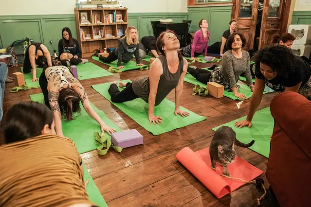 People attend in a cat yoga class at Brooklyn cat cafe in Brooklyn, New York, U.S., March 13, 2019. (Photo by Jeenah Moon/Reuters)