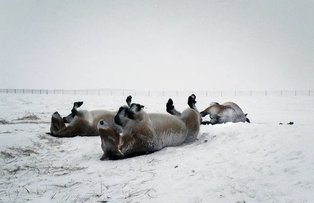 A handout picture taken on January 15, 2016 and provided by Tatjana Zharkikh, head of Russia's Przewalski horse reintroduction project, shows Przewalski horses rolling in the snow at a field in the Orenburg Reserves, a cluster of six nature reserves near the border with Kazakhstan. If the world's only surviving wild horse species had a say in the matter, scientists studying the Przewalski horse joke, it would opt for a cozy stable and fresh daily oats. But the path out of oblivion for the ancient species. (Photo by Tatjana Zharkikh/AFP Photo/Russia's Przewalski Horse Reintr)