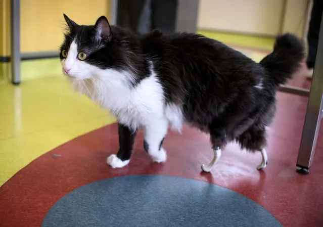Pooh, a one-year-old cat, who lost his hind legs in an accident and has been given bionic paws, walks in a vet clinic in Sofia on January 31, 2017. Pooh, who is thought to have lost his legs in a car or train accident last April, is back on the prowl thanks to Bulgarian veterinary surgeon Vladislav Zlatinov. He is the first vet in Europe to successfully apply the pioneering method of Irish neuro-orthopaedic surgeon Noel Fitzpatrick, who shot to fame in 2009 when making Oscar the first bionic cat by fitting him with new hind legs in Britain. (Photo by Nikolay Doychinov/AFP Photo)