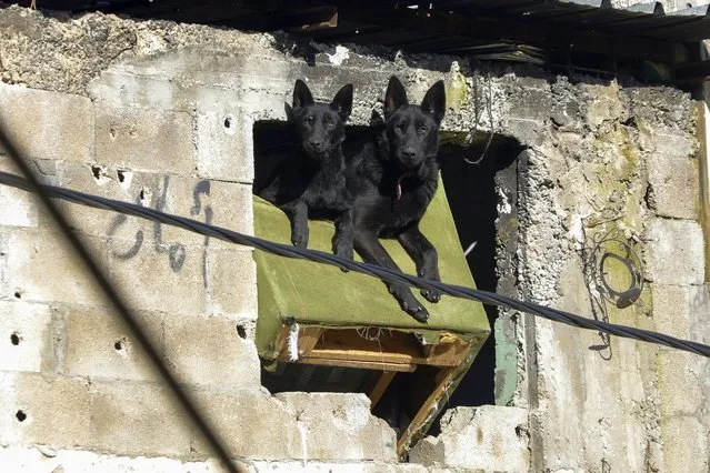 Two dogs sit in the window of a bullet-riddled house in the Jenin refugee camp in the occupied West Bank on February 21, 2024. Israeli troops killed three Palestinian militants during an overnight raid in Jenin, according to the military. (Photo by Zain Jaafar/AFP Photo)