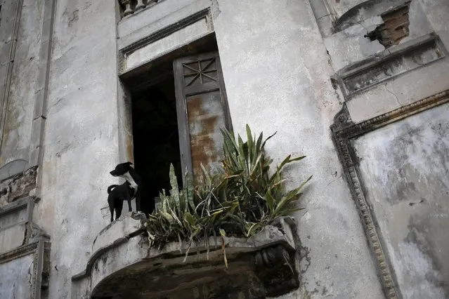 A dog looks out from the window of an abandoned, dilapidated home in Havana, Cuba March 21, 2016. (Photo by Jonathan Ernst/Reuters)
