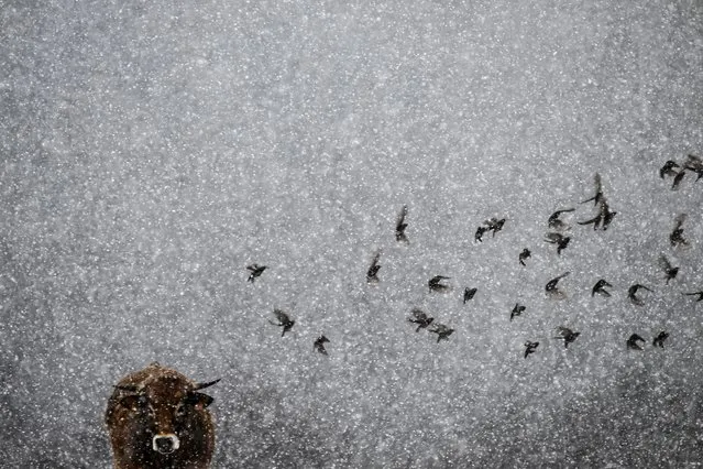 A cow stands on a field under the snow as birds fly over in Sorbiers near Saint-Etienne, central-eastern France on March 3, 2024. According to Meteo France, the departments of Lozere, Ardeche, Loire and Haute-Loire are the most affected by the snowfall, and have been placed on “orange alert”. (Photo by Jean-Philippe Ksiazek/AFP Photo)