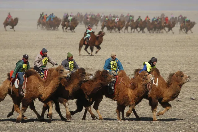 Contestants ride during a camel race at “Temeenii bayar”, the Camel Festival, in Dalanzadgad, Umnugobi aimag, Mongolia, March 7, 2016. (Photo by B. Rentsendorj/Reuters)