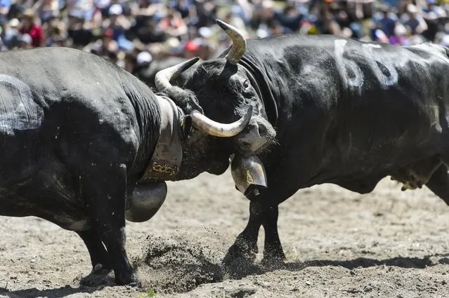 Two cows fight during the traditional annual “Combats de Reines” (“Battle of the Queens”), a cow fight in Aproz, Western Switzerland, Sunday, May 10, 2015. Each year before taken to the alpine pastures, the cows test their strength and fight for the herd's leadership. The competition continues until a new queen has forced all the other cows to retreat. (Photo by Jean-Christophe Bott/Keystone via AP Photo)