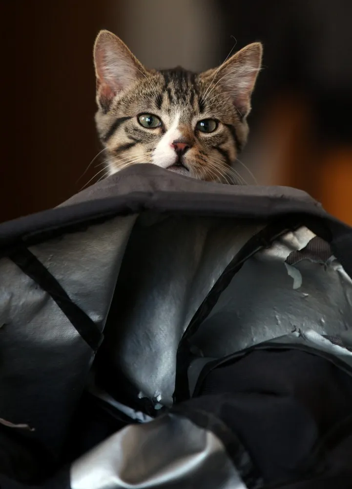 Kitten Who Likes to Travel in a Backpack