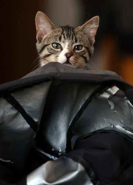 Kitten Who Likes To Travel In A Backpack