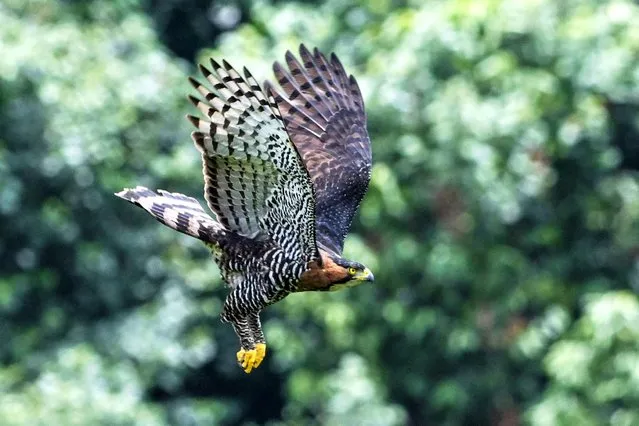 An Ornate hawke-eagle (Spizaetus ornatus) flies in Pance, near Cali, Valle del Cauca department, Colombia on April 8, 2024. (Photo by Joaquín Sarmiento/AFP Photo)