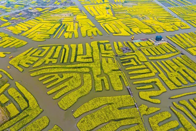 An aerial view shows people visiting a rapeseed garden in Xinghua, in eastern China's Jiangsu province on April 8, 2024. (Photo by AFP Photo/China Stringer Network)