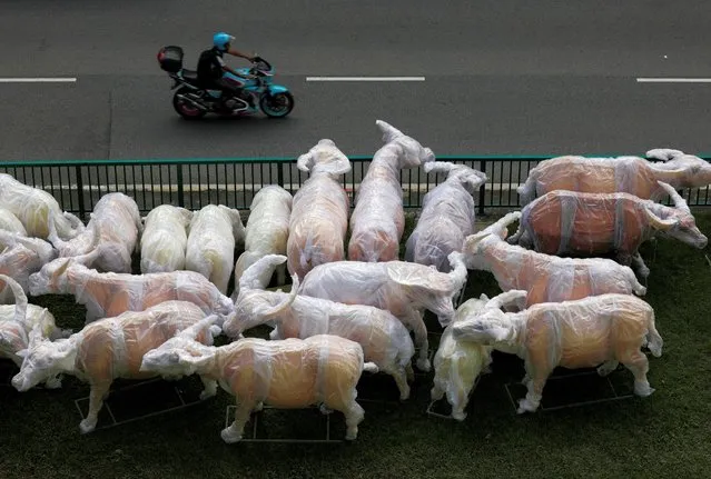 A motorcyclist passes decorative water buffalos, meant for the Lunar New Year of the Ox, wrapped in plastic along a road in Chinatown, Singapore, January 5, 2021. (Photo by Edgar Su/Reuters)