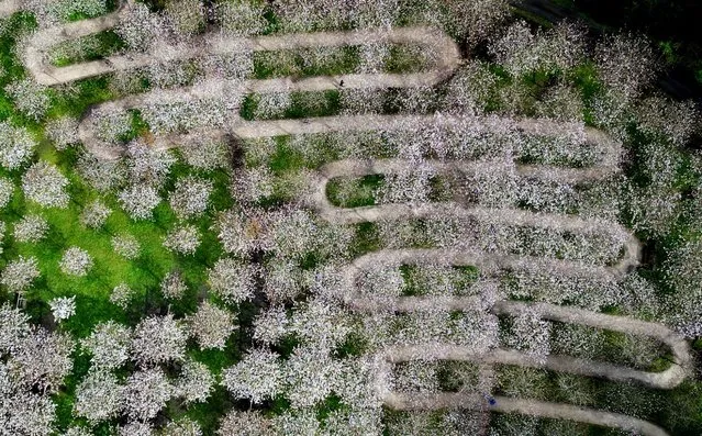 A drone view shows people walking around the Cherry Orchard at Alnwick Gardens, which has the largest collection of Taihaku trees, in Alnwick, Northumberland, Britain on April 5, 2024. (Photo by Lee Smith/Reuters)
