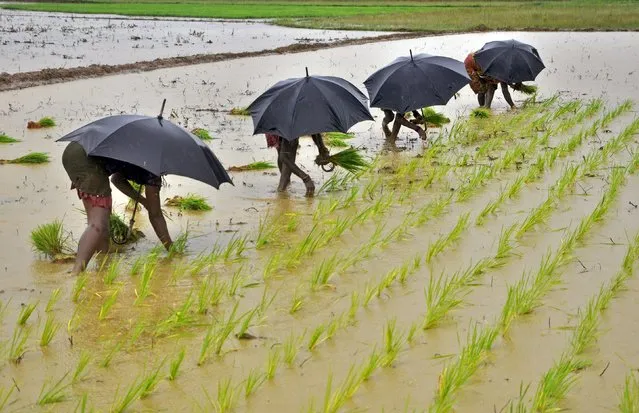 Labourers plant saplings in a paddy field on the outskirts of the eastern Indian city of Bhubaneswar in this July 19, 2014 file photo. (Photo by Reuters/Stringer)