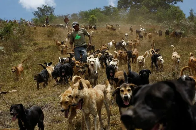 Stray dogs run at dog sanctuary Territorio de Zaguates or “Land of the Strays” in Carrizal de Alajuela, Costa Rica, April 20, 2016. In a lush, sprawling corner of Costa Rica, hundreds of dogs roam freely on a hillside – among the luckiest strays on earth. Fed, groomed and cared for by vets, more than 750 dogs rescued from the streets of Costa Rica inhabit Territorio de Zaguates or “Land of the Strays”, a pooch paradise. The 152-hectare sanctuary in the centre of the Central American country is funded by donations. Around 8,000 dogs have passed through the refuge. There are more than a million stray dogs in Costa Rica, where the government outlawed putting animals down in 2003. (Photo by Juan Carlos Ulate/Reuters)