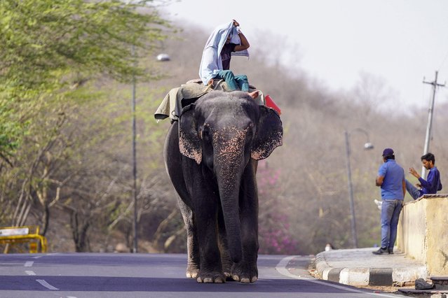 A mahout rides his elephant along a street on a hot summer day in Jaipur on May 30, 2024, amid ongoing heatwave. (Photo by Himanshu Sharma/AFP Photo)
