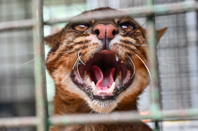 A male Asian golden cat reacts from inside a cage after he was seized from an illegal animal hunter by Indonesian nature conservation agency (BKSDA), in Banda Aceh on June 29, 2024. (Photo by Chaideer Mahyuddin/AFP Photo)