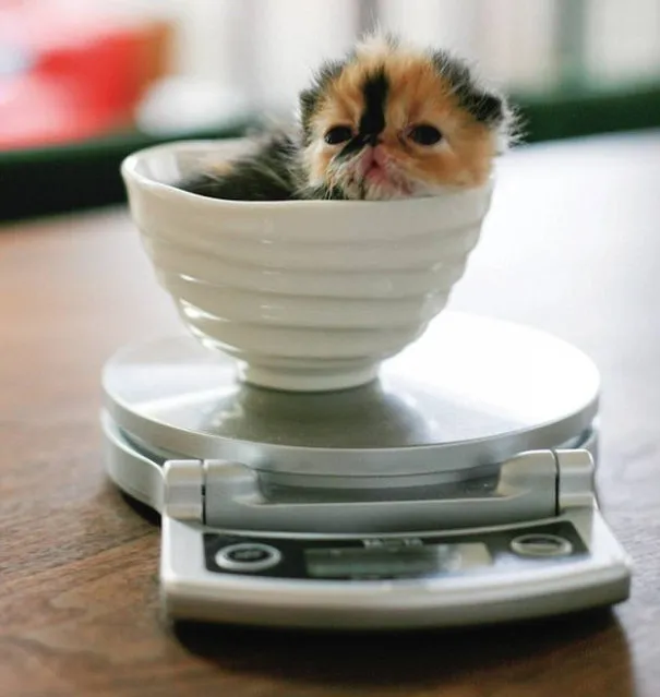 Meet Memebon – The Cutest Kitten In The World