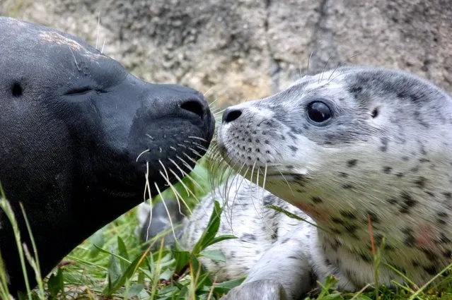 A handout picture released by the Boudewijn Seapark Animal Park on May 12, 2014 shows newborn baby seal Conchita (R) and her mother Celia at the Boudewijn Seapark in Brugges. Thebaby seal, which was born on the eve, is most likely female and is named after Austria's bearded transvestite and winner of the 2014 Eurovision Song Contest Conchita Wurst. In the event it does turn out to be a male, it will be named Conchito. (Photo by Boudewijn Seapark/AFP Photo)