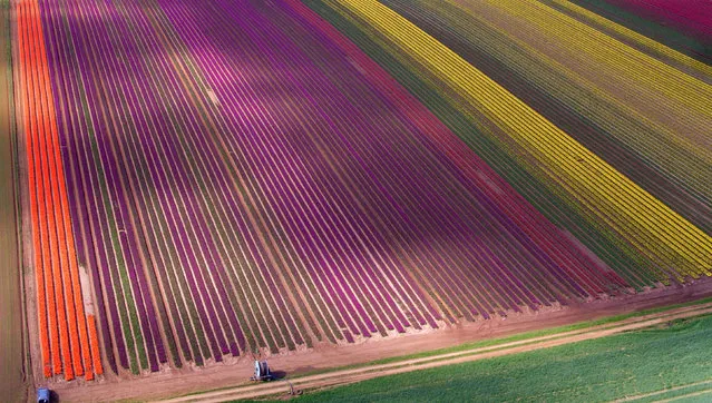 A field of tulips near the village of East Winch, Norfolk, UK on April 11, 2017. The tulips are grown across more than 100 acres of fields in Blackborough End and are harvested for their bulbs rather than heads which are thrown away. (Photo by Steve Parsons/PA Wire)