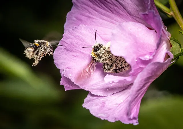 A bumblebee covered with pollen sits in a hibiscus flower in a garden in Bornheim, Frankfurt, Germany on July 19, 2019. (Photo by Frank Rumpenhorst/dpa)