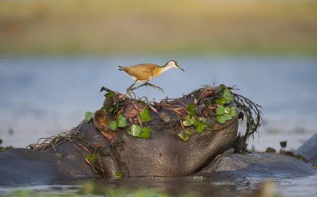 An African jacana shows no fear after landing on a hippopotamus’s head, apparently confusing it with a rock at Chobe national park in Botswana on April 25, 2022. (Photo by Juan van den Heever/Solent News)
