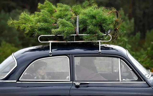 A family puts a Christmas tree that they sawed on top of the car to take home for free at The Dutch Hoge Veluwe National Park in Otterlo, Netherlands on December 7, 2019. The initiative aims at reducing the pine population in the park, which is growing in vast proportions due to the amount of nitrogen in the soil. (Photo by Piroschka van de Wouw/Reuters)