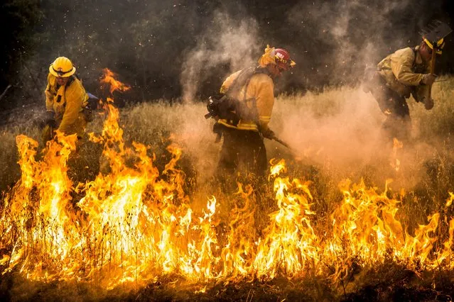 Firefighters work to dig a fire line on the Rocky Fire in Lake County, California July 30, 2015. (Photo by Max Whittaker/Reuters)